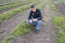 Load image into Gallery viewer, Oregano Bunch Gallina Farms