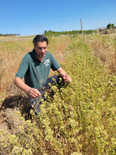 Load image into Gallery viewer, Oregano Bunch Gallina Farms
